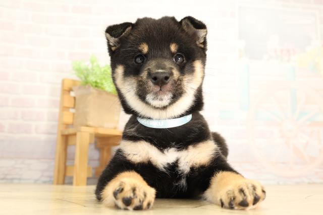 豆柴