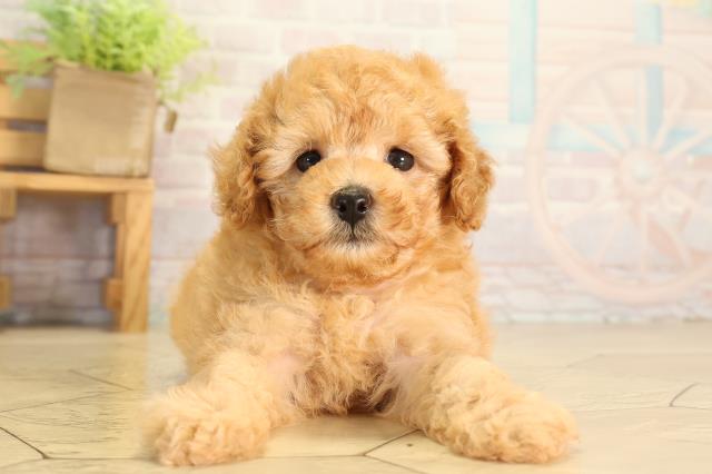 愛知県のトイプードル(トイ) (Coo&RIKU豊橋店/2026年7月5日生まれ/女の子/オレンジフォーン)の子犬の1枚目の画像