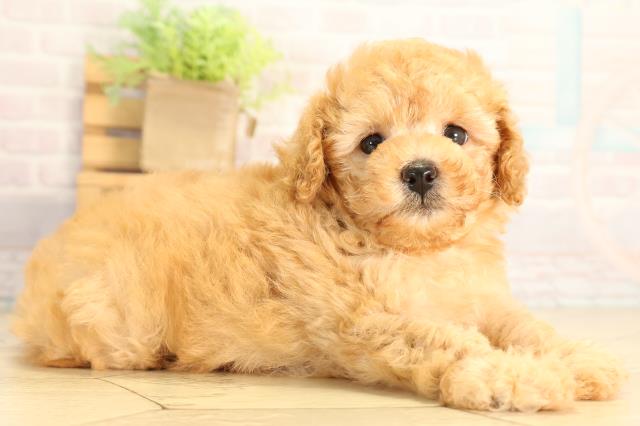 愛知県のトイプードル(トイ) (Coo&RIKU豊橋店/2026年7月5日生まれ/女の子/オレンジフォーン)の子犬の2枚目の画像