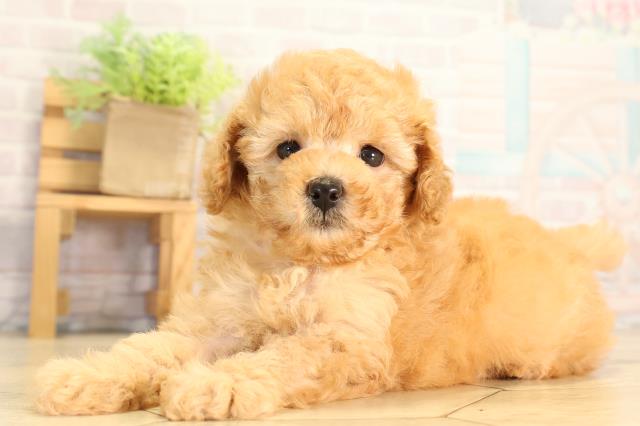 愛知県のトイプードル(トイ) (Coo&RIKU豊橋店/2026年7月5日生まれ/女の子/オレンジフォーン)の子犬の3枚目の画像