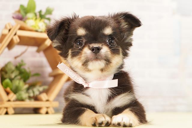 愛知県のチワワ(ロング) (Coo&RIKU岡崎店/2026年7月5日生まれ/女の子/ブラックタンホワイト)の子犬の1枚目の画像