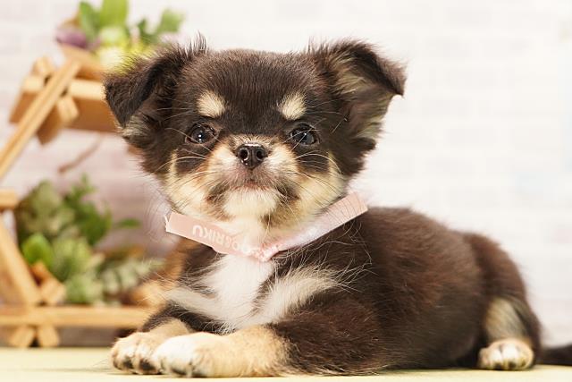 愛知県のチワワ(ロング) (Coo&RIKU岡崎店/2026年7月5日生まれ/女の子/ブラックタンホワイト)の子犬の3枚目の画像