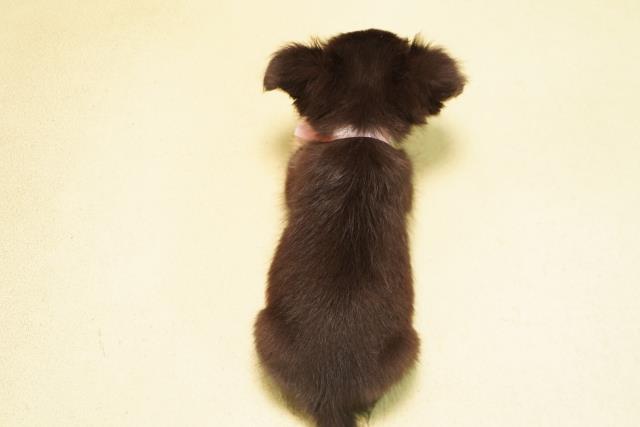 愛知県のチワワ(ロング) (Coo&RIKU岡崎店/2026年7月5日生まれ/女の子/ブラックタンホワイト)の子犬の4枚目の画像