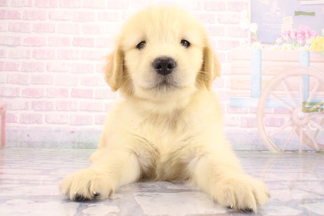 兵庫県のゴールデンレトリバー (Coo&RIKU尼崎店/2026年7月4日生まれ/男の子/ゴールデン)の子犬の1枚目の画像