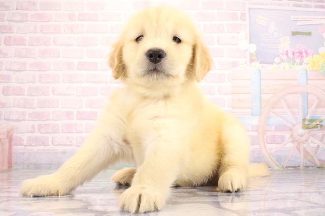 兵庫県のゴールデンレトリバー (Coo&RIKU尼崎店/2026年7月4日生まれ/男の子/ゴールデン)の子犬の2枚目の画像