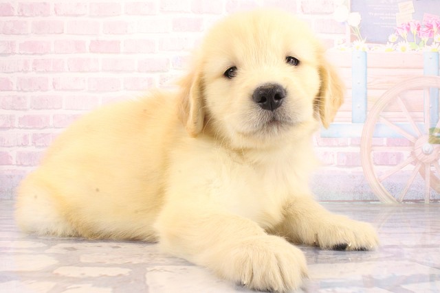 兵庫県のゴールデンレトリバー (Coo&RIKU尼崎店/2026年7月4日生まれ/男の子/ゴールデン)の子犬の3枚目の画像