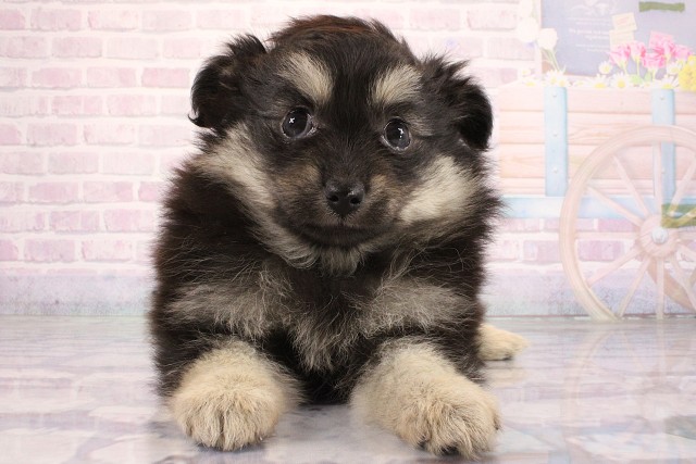 滋賀県のポメチワ/チワポメ/ポメチー(ポメラニアン×チワワ) (Coo&RIKU滋賀草津店/2026年7月2日生まれ/女の子/ブラッククリームタン)の子犬の1枚目の画像