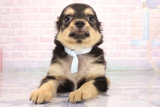 京都府のチワワ(ロング) (Coo&RIKU京都店/2026年7月1日生まれ/男の子/ブラックタンホワイト)の子犬の1枚目の画像