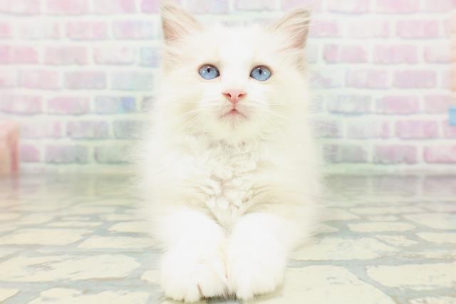 石川県のラグドール (Coo&RIKU金沢店/2026年7月1日生まれ/女の子/ブルーポイントバイカラー)の子猫の1枚目の画像