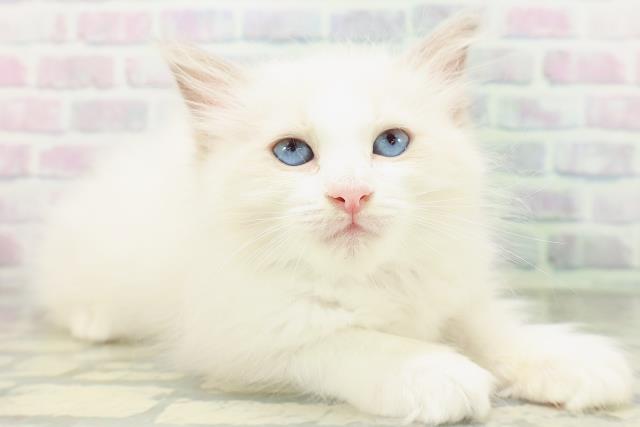 石川県のラグドール (Coo&RIKU金沢店/2026年7月1日生まれ/女の子/ブルーポイントバイカラー)の子猫の3枚目の画像