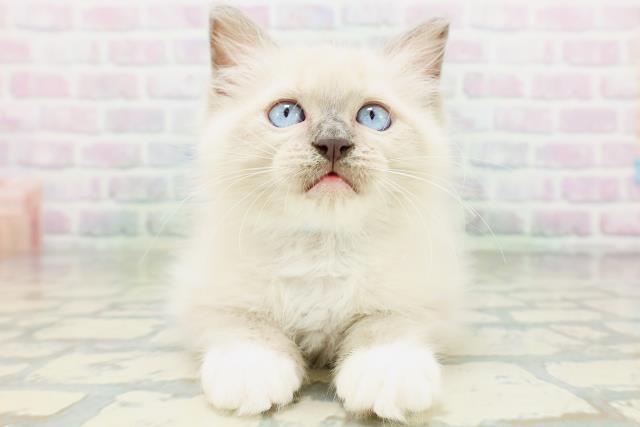 兵庫県のラグドール (Coo&RIKU姫路店/2026年7月1日生まれ/男の子/ブルーポイントミテッド)の子猫の1枚目の画像