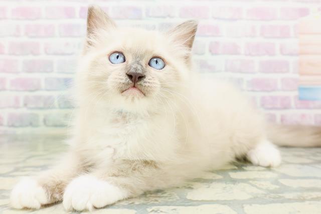 兵庫県のラグドール (Coo&RIKU姫路店/2026年7月1日生まれ/男の子/ブルーポイントミテッド)の子猫の2枚目の画像