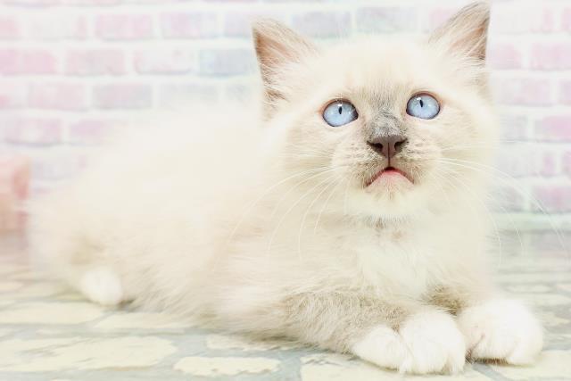 兵庫県のラグドール (Coo&RIKU姫路店/2026年7月1日生まれ/男の子/ブルーポイントミテッド)の子猫の3枚目の画像