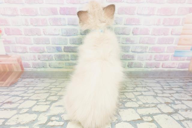 兵庫県のラグドール (Coo&RIKU姫路店/2026年7月1日生まれ/男の子/ブルーポイントミテッド)の子猫の4枚目の画像