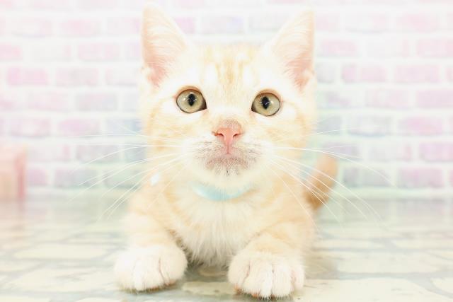 埼玉県のアメリカンショートヘアー (Coo&RIKU大宮店/2026年6月19日生まれ/男の子/クリームタビー)の子猫の1枚目の画像