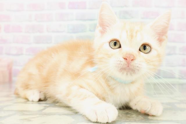埼玉県のアメリカンショートヘアー (Coo&RIKU大宮店/2026年6月19日生まれ/男の子/クリームタビー)の子猫の3枚目の画像