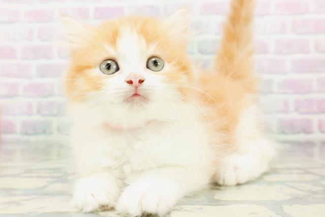 東京都のラガマフィン (Coo&RIKU大久保店/2026年7月3日生まれ/女の子/レッドタビーホワイト)の子猫の2枚目の画像