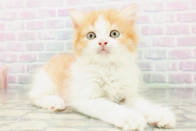 東京都のラガマフィン (Coo&RIKU大久保店/2026年7月3日生まれ/女の子/レッドタビーホワイト)の子猫の3枚目の画像