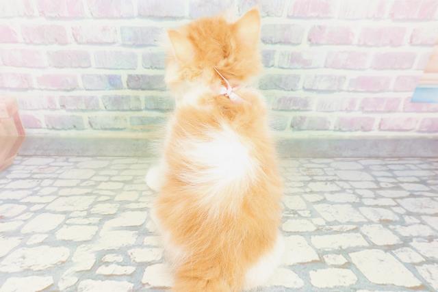 東京都のラガマフィン (Coo&RIKU大久保店/2026年7月3日生まれ/女の子/レッドタビーホワイト)の子猫の4枚目の画像