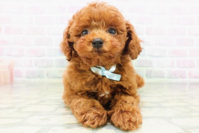 高知県のトイプードル(トイ) (Coo&RIKUのいち店/2026年7月5日生まれ/男の子/レッド)の子犬の1枚目の画像