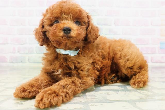 高知県のトイプードル(トイ) (Coo&RIKUのいち店/2026年7月5日生まれ/男の子/レッド)の子犬の2枚目の画像