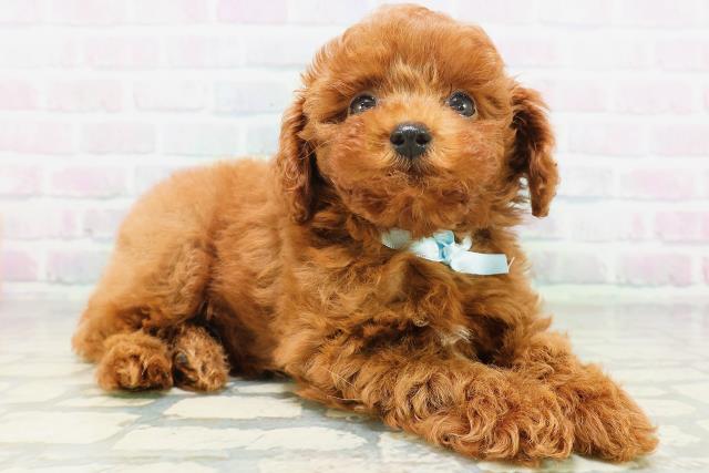 高知県のトイプードル(トイ) (Coo&RIKUのいち店/2026年7月5日生まれ/男の子/レッド)の子犬の3枚目の画像