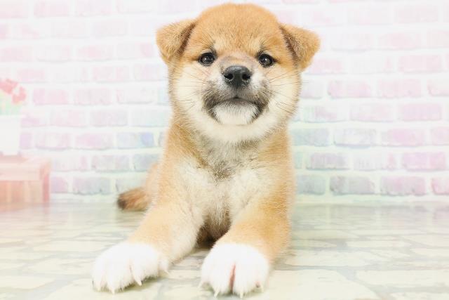 岩手県の柴犬(標準サイズ) (Coo&RIKU一関店/2026年7月5日生まれ/男の子/赤)の子犬の1枚目の画像