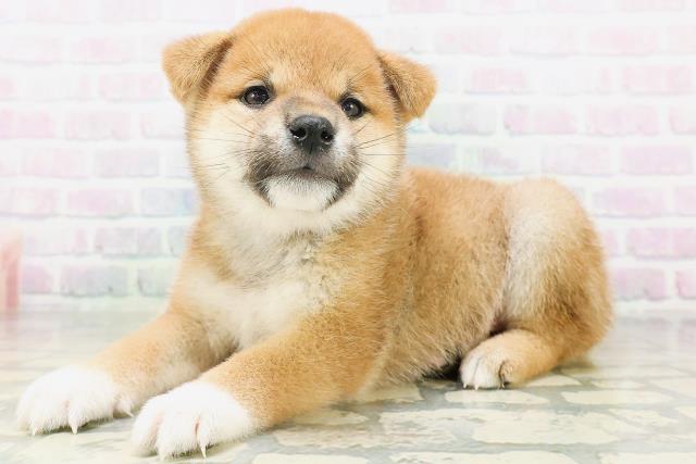 岩手県の柴犬(標準サイズ) (Coo&RIKU一関店/2026年7月5日生まれ/男の子/赤)の子犬の2枚目の画像