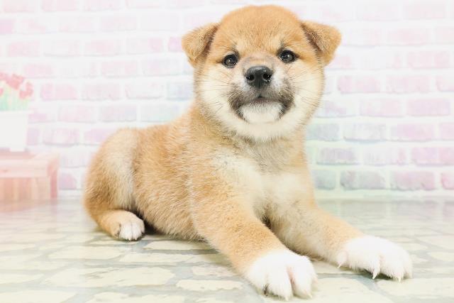 岩手県の柴犬(標準サイズ) (Coo&RIKU一関店/2026年7月5日生まれ/男の子/赤)の子犬の3枚目の画像