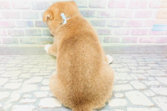岩手県の柴犬(標準サイズ) (Coo&RIKU一関店/2026年7月5日生まれ/男の子/赤)の子犬の4枚目の画像