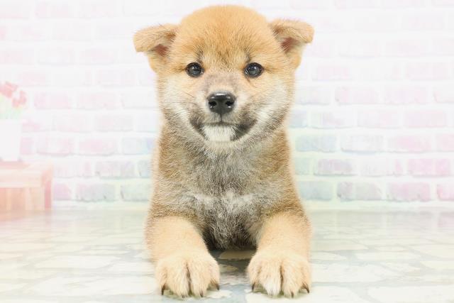広島県の柴犬(標準サイズ) (Coo&RIKU東広島店/2026年7月5日生まれ/男の子/赤)の子犬の1枚目の画像