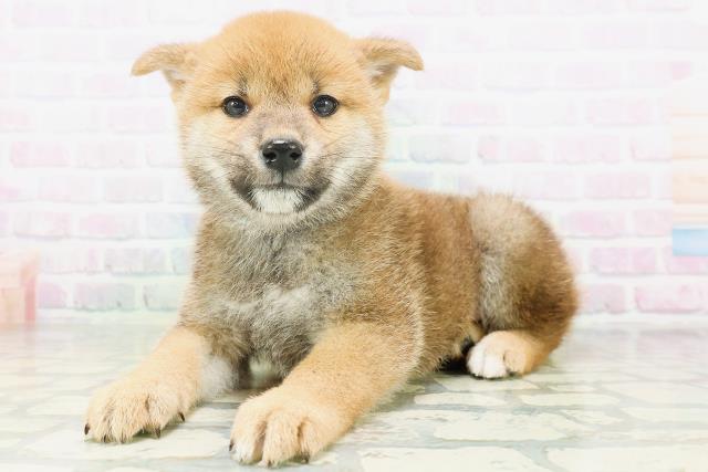 広島県の柴犬(標準サイズ) (Coo&RIKU東広島店/2026年7月5日生まれ/男の子/赤)の子犬の2枚目の画像