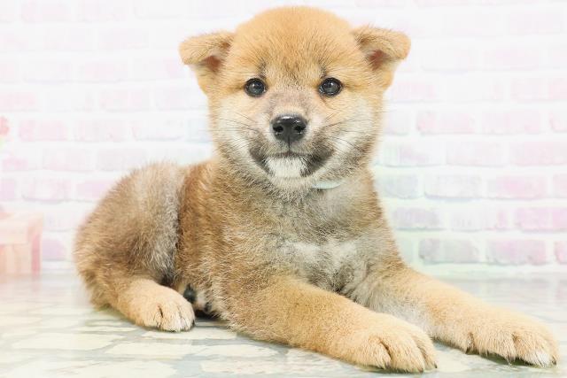 広島県の柴犬(標準サイズ) (Coo&RIKU東広島店/2026年7月5日生まれ/男の子/赤)の子犬の3枚目の画像