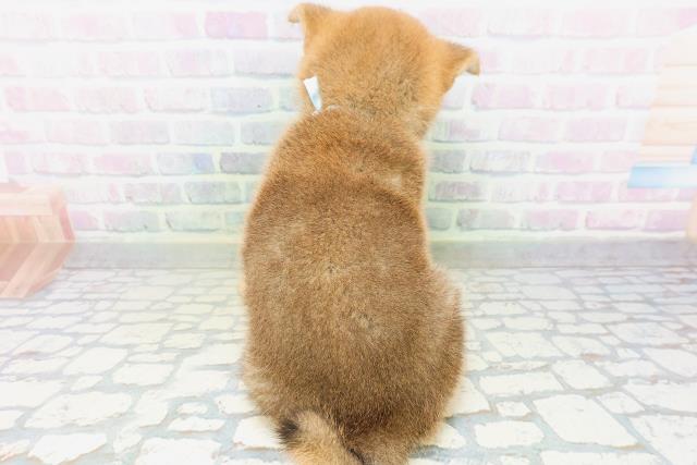 広島県の柴犬(標準サイズ) (Coo&RIKU東広島店/2026年7月5日生まれ/男の子/赤)の子犬の4枚目の画像