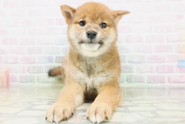神奈川県の柴犬(標準サイズ) (Coo&RIKU横須賀店/2026年7月5日生まれ/女の子/赤)の子犬の1枚目の画像