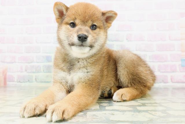 神奈川県の柴犬(標準サイズ) (Coo&RIKU横須賀店/2026年7月5日生まれ/女の子/赤)の子犬の2枚目の画像