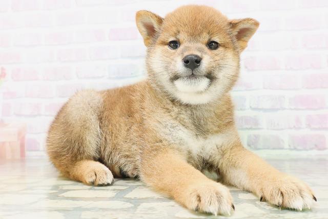 神奈川県の柴犬(標準サイズ) (Coo&RIKU横須賀店/2026年7月5日生まれ/女の子/赤)の子犬の3枚目の画像