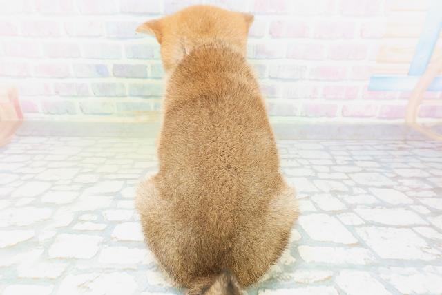 神奈川県の柴犬(標準サイズ) (Coo&RIKU横須賀店/2026年7月5日生まれ/女の子/赤)の子犬の4枚目の画像