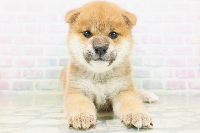 柴犬