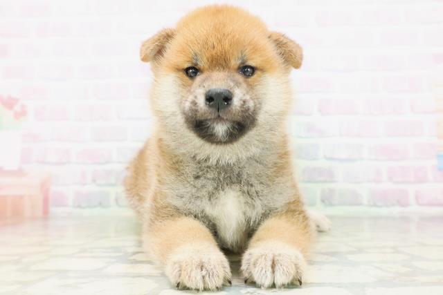 広島県の柴犬(標準サイズ) (Coo&RIKUゆめタウン大竹店/2026年7月6日生まれ/男の子/赤)の子犬の1枚目の画像