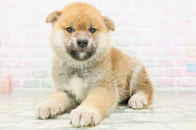 広島県の柴犬(標準サイズ) (Coo&RIKUゆめタウン大竹店/2026年7月6日生まれ/男の子/赤)の子犬の2枚目の画像