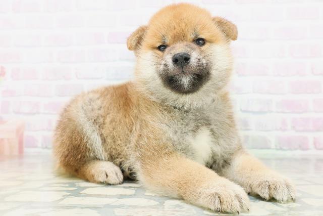 広島県の柴犬(標準サイズ) (Coo&RIKUゆめタウン大竹店/2026年7月6日生まれ/男の子/赤)の子犬の3枚目の画像