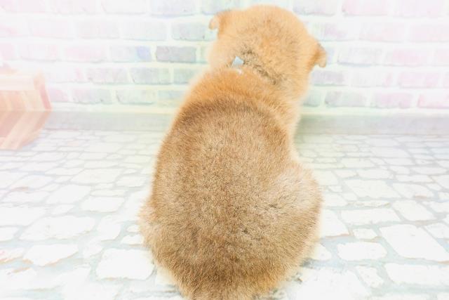 広島県の柴犬(標準サイズ) (Coo&RIKUゆめタウン大竹店/2026年7月6日生まれ/男の子/赤)の子犬の4枚目の画像