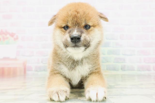 青森県の柴犬(標準サイズ) (Coo&RIKU八戸店/2026年7月6日生まれ/男の子/赤)の子犬の1枚目の画像