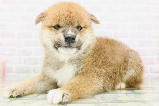 青森県の柴犬(標準サイズ) (Coo&RIKU八戸店/2026年7月6日生まれ/男の子/赤)の子犬の2枚目の画像