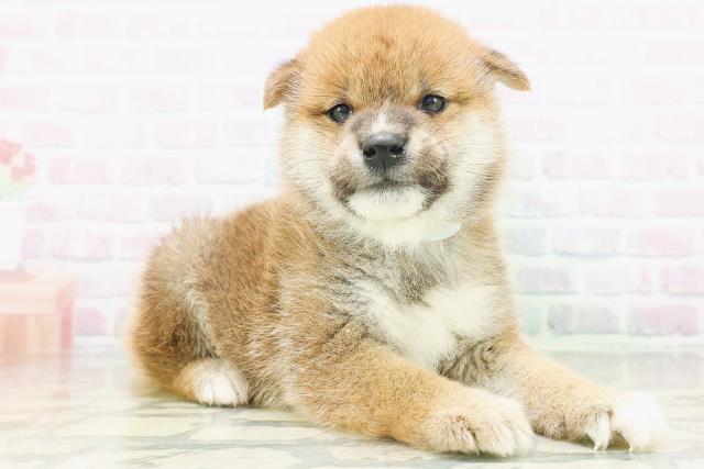 青森県の柴犬(標準サイズ) (Coo&RIKU八戸店/2026年7月6日生まれ/男の子/赤)の子犬の3枚目の画像