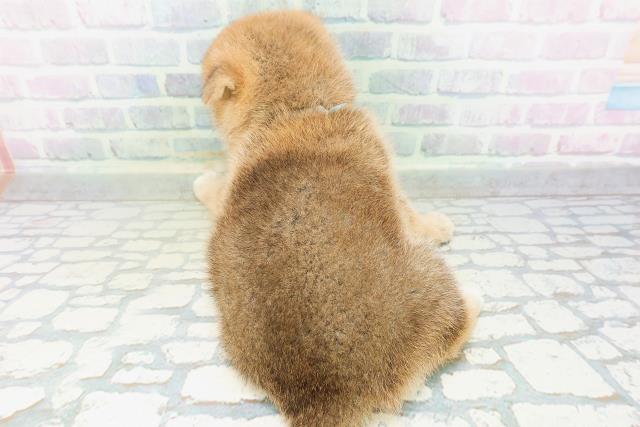 青森県の柴犬(標準サイズ) (Coo&RIKU八戸店/2026年7月6日生まれ/男の子/赤)の子犬の4枚目の画像