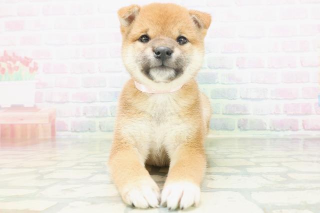 北海道の柴犬(標準サイズ) (Coo&RIKU旭川店/2026年7月6日生まれ/女の子/赤)の子犬の1枚目の画像