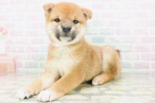 北海道の柴犬(標準サイズ) (Coo&RIKU旭川店/2026年7月6日生まれ/女の子/赤)の子犬の2枚目の画像