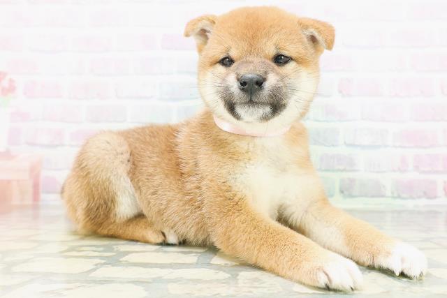 北海道の柴犬(標準サイズ) (Coo&RIKU旭川店/2026年7月6日生まれ/女の子/赤)の子犬の3枚目の画像
